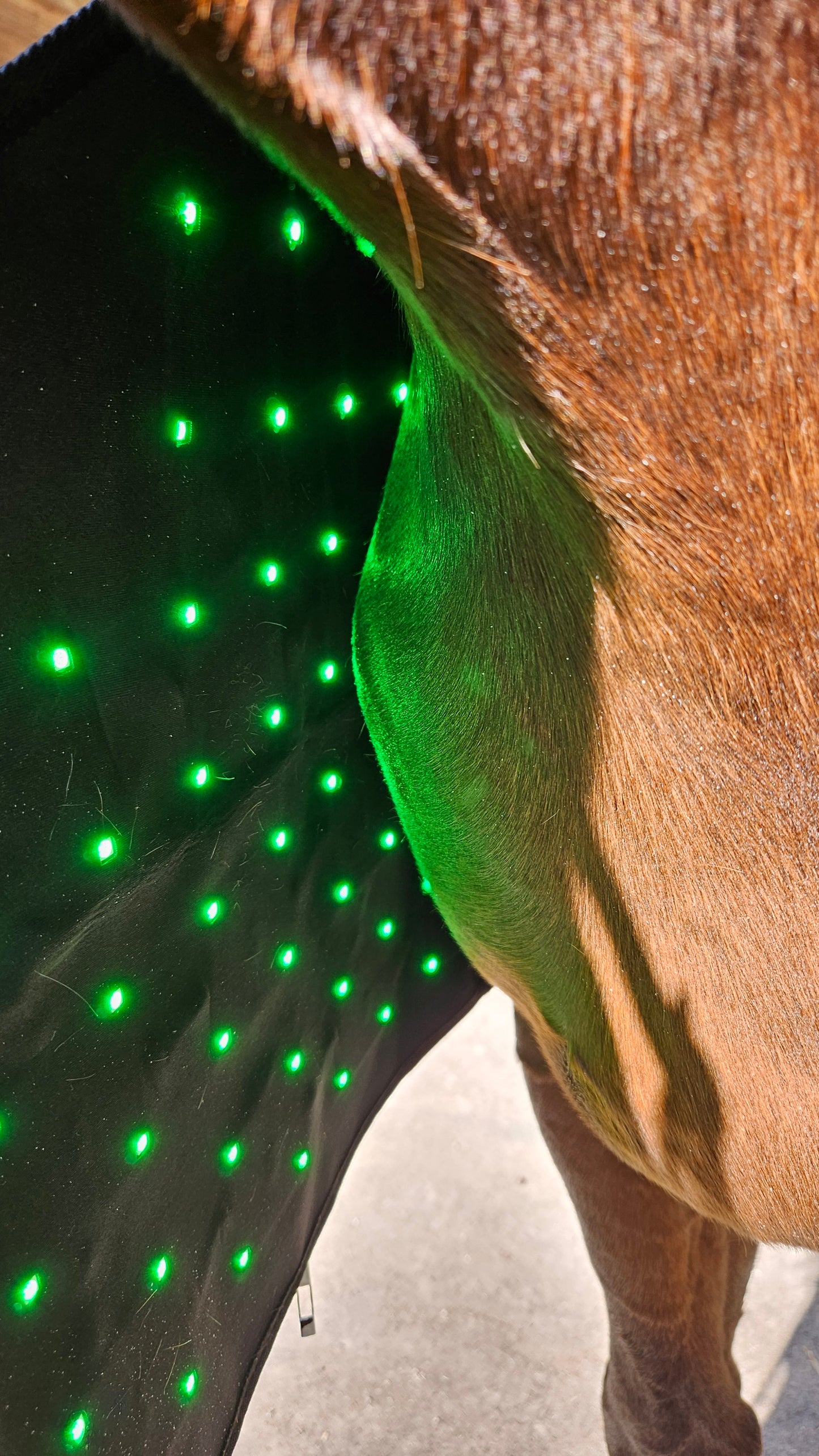 Connee Decke